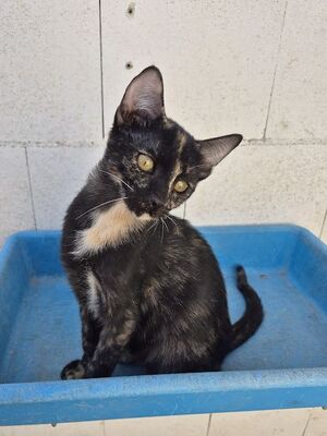 Gabrielle, Europäisch Kurzhaar - Katze