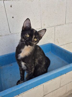 Gabrielle, Europäisch Kurzhaar - Katze