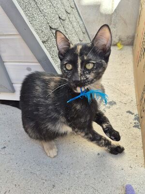 Gabrielle, Europäisch Kurzhaar - Katze