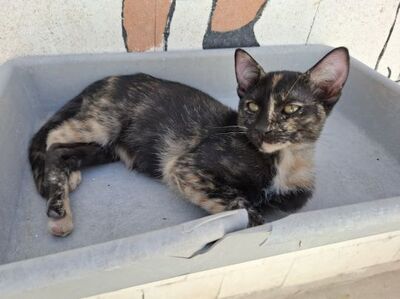 Gabrielle, Europäisch Kurzhaar - Katze