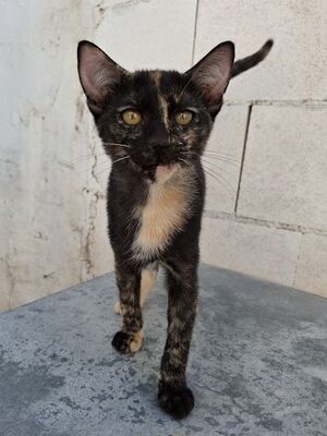 Gabrielle, Europäisch Kurzhaar - Katze