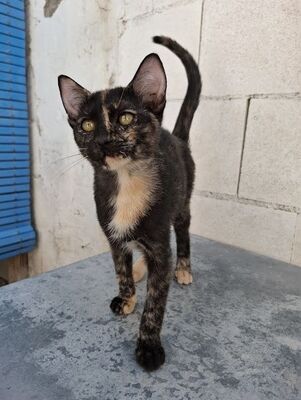 Gabrielle, Europäisch Kurzhaar - Katze