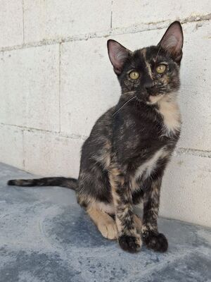 Gabrielle, Europäisch Kurzhaar - Katze