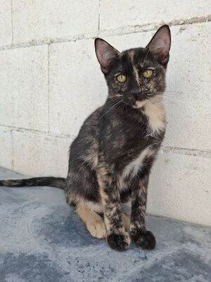 Gabrielle, Europäisch Kurzhaar - Katze