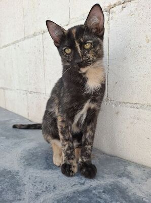 Gabrielle, Europäisch Kurzhaar - Katze