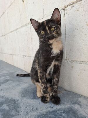 Gabrielle, Europäisch Kurzhaar - Katze