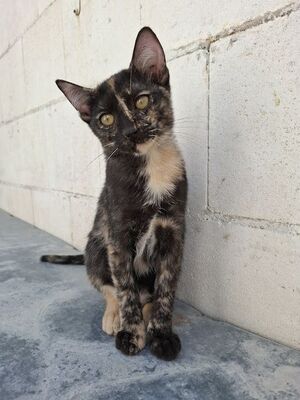 Gabrielle, Europäisch Kurzhaar - Katze