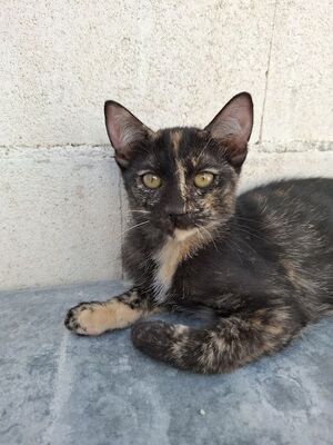 Gabrielle, Europäisch Kurzhaar - Katze