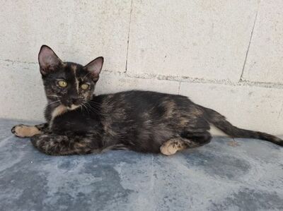 Gabrielle, Europäisch Kurzhaar - Katze