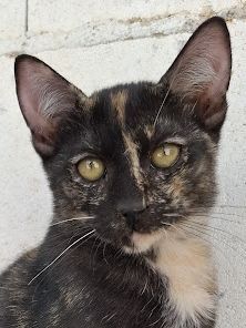 Gabrielle geb. Juni 2025, Europäisch Kurzhaar - Katze