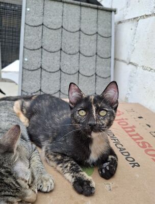 Gabrielle geb. Juni 2025, Europäisch Kurzhaar - Katze