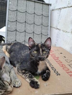 Gabrielle geb. Juni 25, EKH - Katze