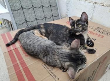 Gabrielle geb. Juni 25, EKH - Katze