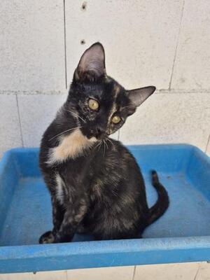 Gabrielle geb. Juni 25, EKH - Katze