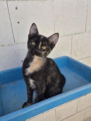 Gabrielle geb. Juni 25, EKH - Katze