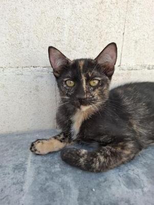 Gabrielle geb. Juni 25, EKH - Katze