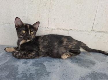 Gabrielle geb. Juni 25, EKH - Katze