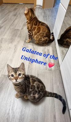 Galatea of the Unisphere, 2 Bengalen Jungtier - Katze
