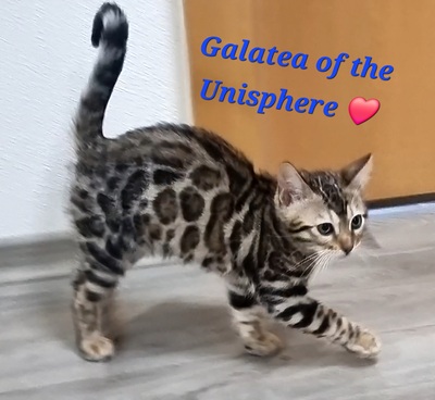 Galatea of the Unisphere, 2 Bengalen Jungtier - Katze