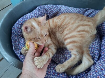 Galileo - Sehbeeinträchtigter Herzensbrecher, ca. 10 Monate, Mischling - Kater