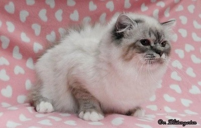 Ganove, Heilige Birma - Kater