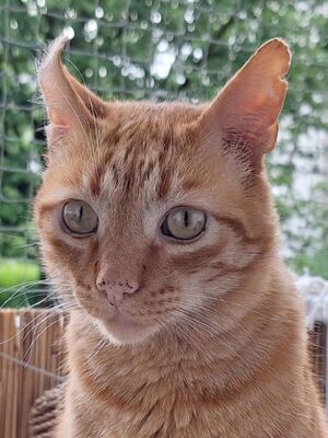 Garfield, Europäisch Kurzhaar - Kater
