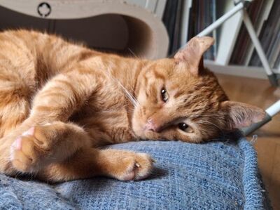 Garfield, Europäisch Kurzhaar - Kater