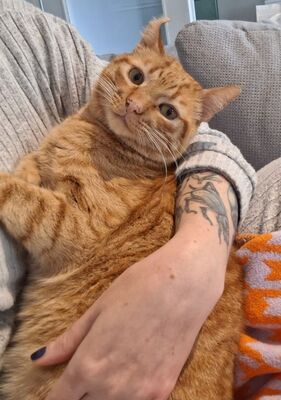 Garfield, Europäisch Kurzhaar - Kater
