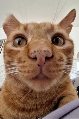 Garfield, Europäisch Kurzhaar - Kater