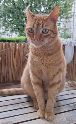 Garfield, Europäisch Kurzhaar - Kater