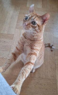 Garfield, Europäisch Kurzhaar - Kater