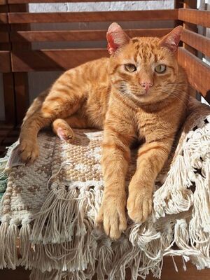 Garfield, Europäisch Kurzhaar - Kater