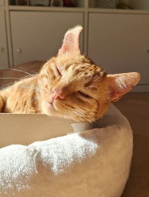 Garfield, Europäisch Kurzhaar - Kater