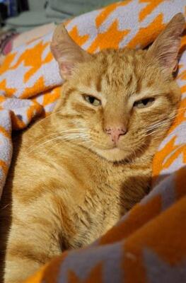 Garfield, Europäisch Kurzhaar - Kater