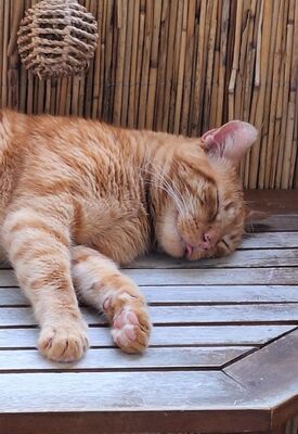 Garfield, Europäisch Kurzhaar - Kater