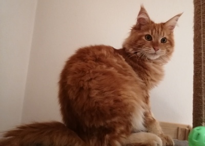 Garfield, Maine Coon Jungtier - Kater