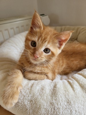 Garfield, Maine Coon Jungtier - Katze