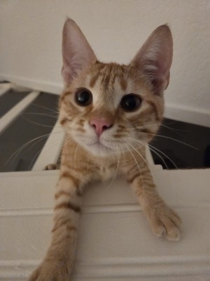 Garfield Meilo, Hauskatze Jungtier - Kater