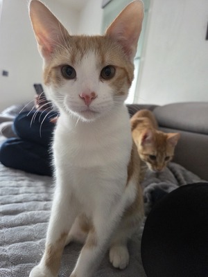 Garfield Meilo, Hauskatze Jungtier - Kater