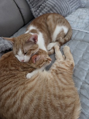 Garfield Meilo, Hauskatze Jungtier - Kater