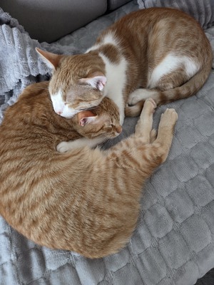 Garfield Meilo, Hauskatze Jungtier - Kater