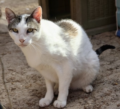 Garfield, Mix - Kater