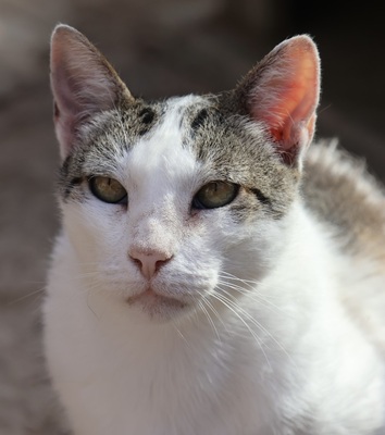 Garfield, Mix - Kater