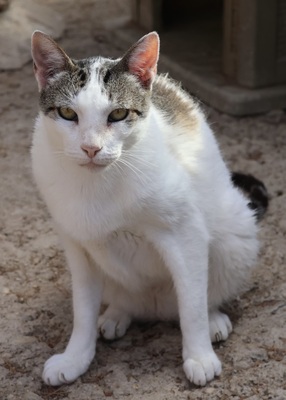 Garfield, Mix - Kater