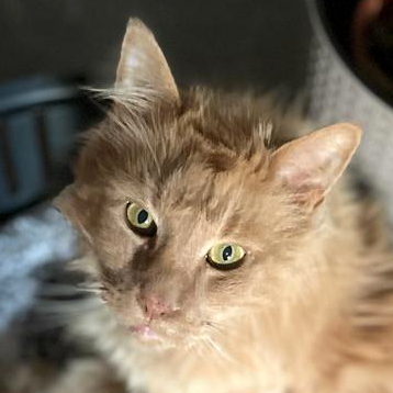 Garfield - NOTFALL, Main Coon - Kater