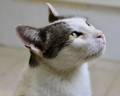 Garfield - NOTFALL -, Mix - Kater