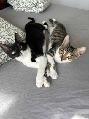 Garlic und Onion, Hauskatze Jungtier - Kater