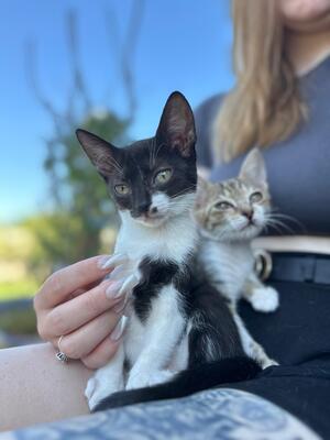 Garlic und Onion, Hauskatze Jungtier - Kater