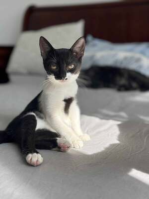 Garlic und Onion, Hauskatze Jungtier - Kater