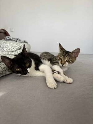 Garlic und Onion, Hauskatze Jungtier - Kater
